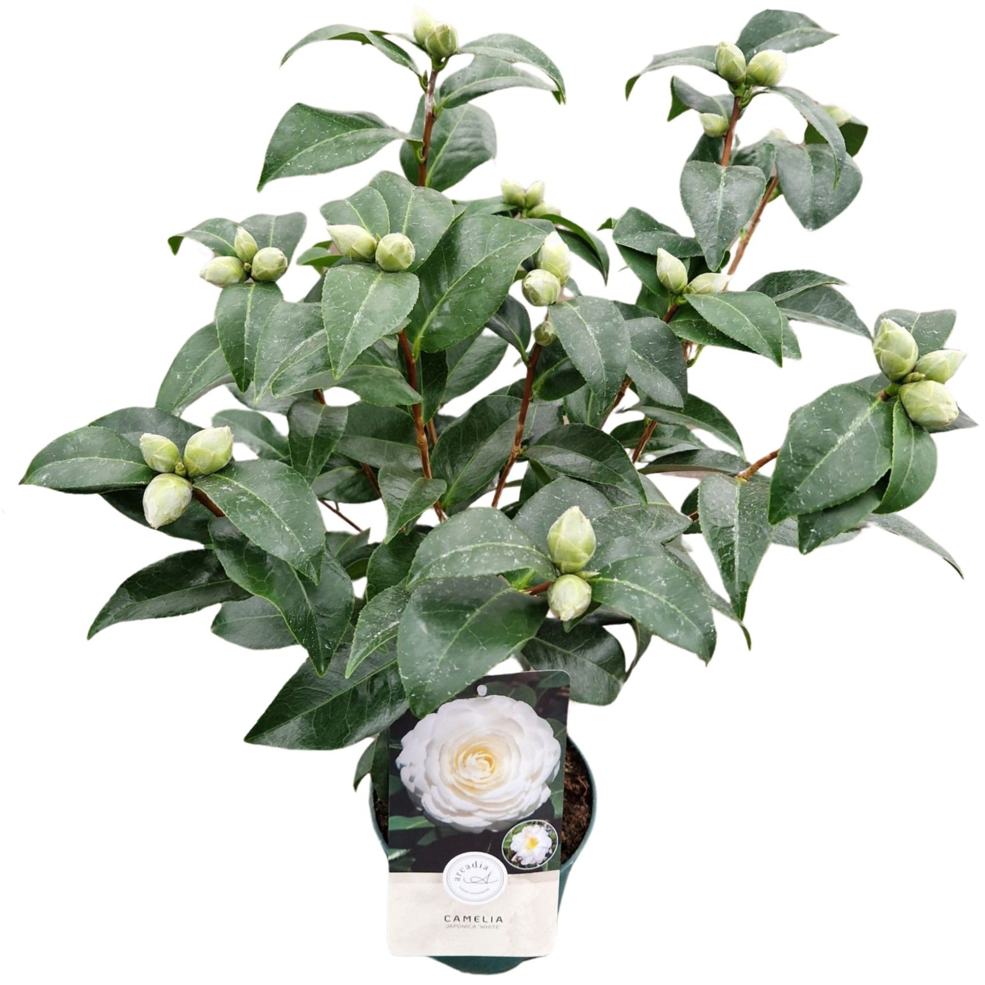 Camellia jap. 'White', D 15