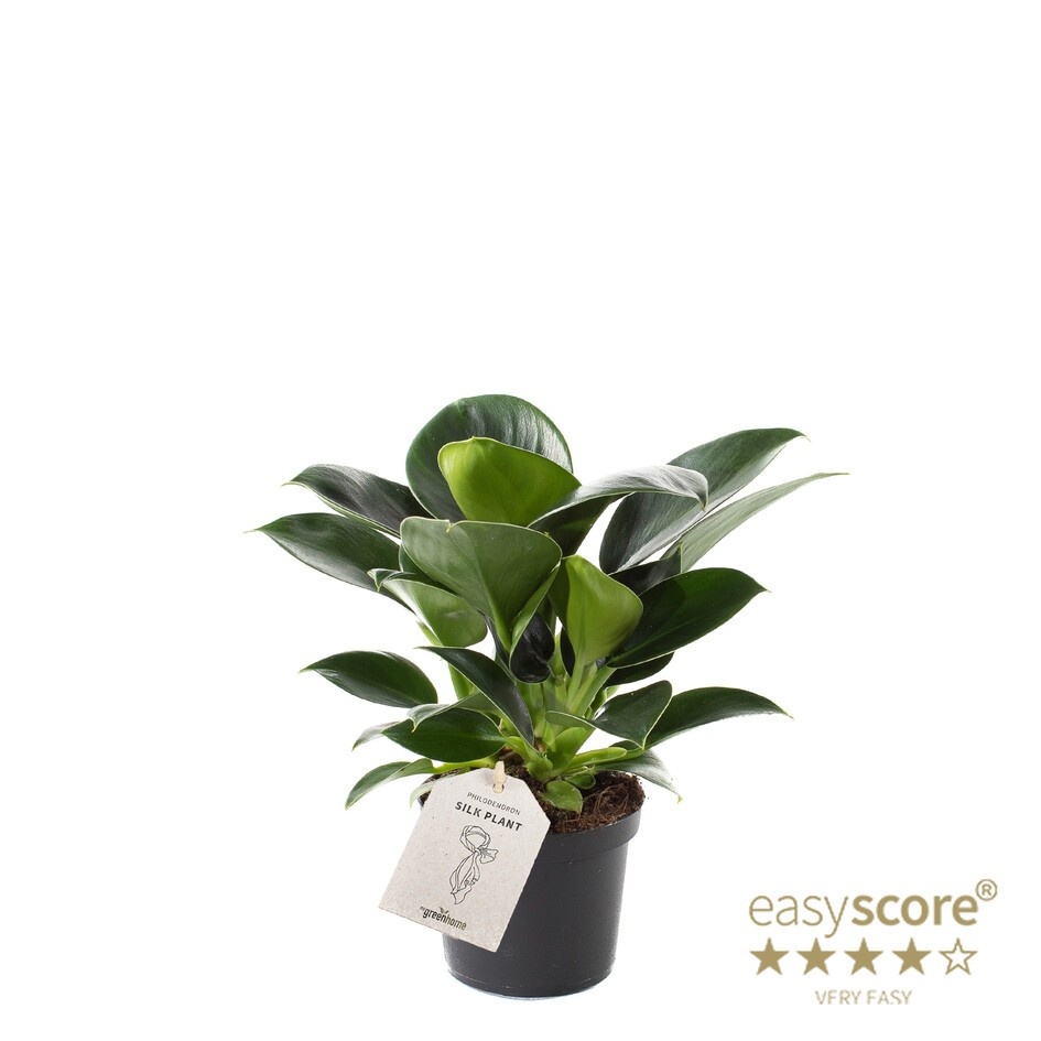 PHILODENDRON ERUBESCENS 'Green Princess', D 9