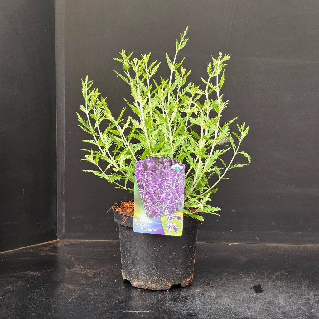 Perovskia Blue Spire, D 19