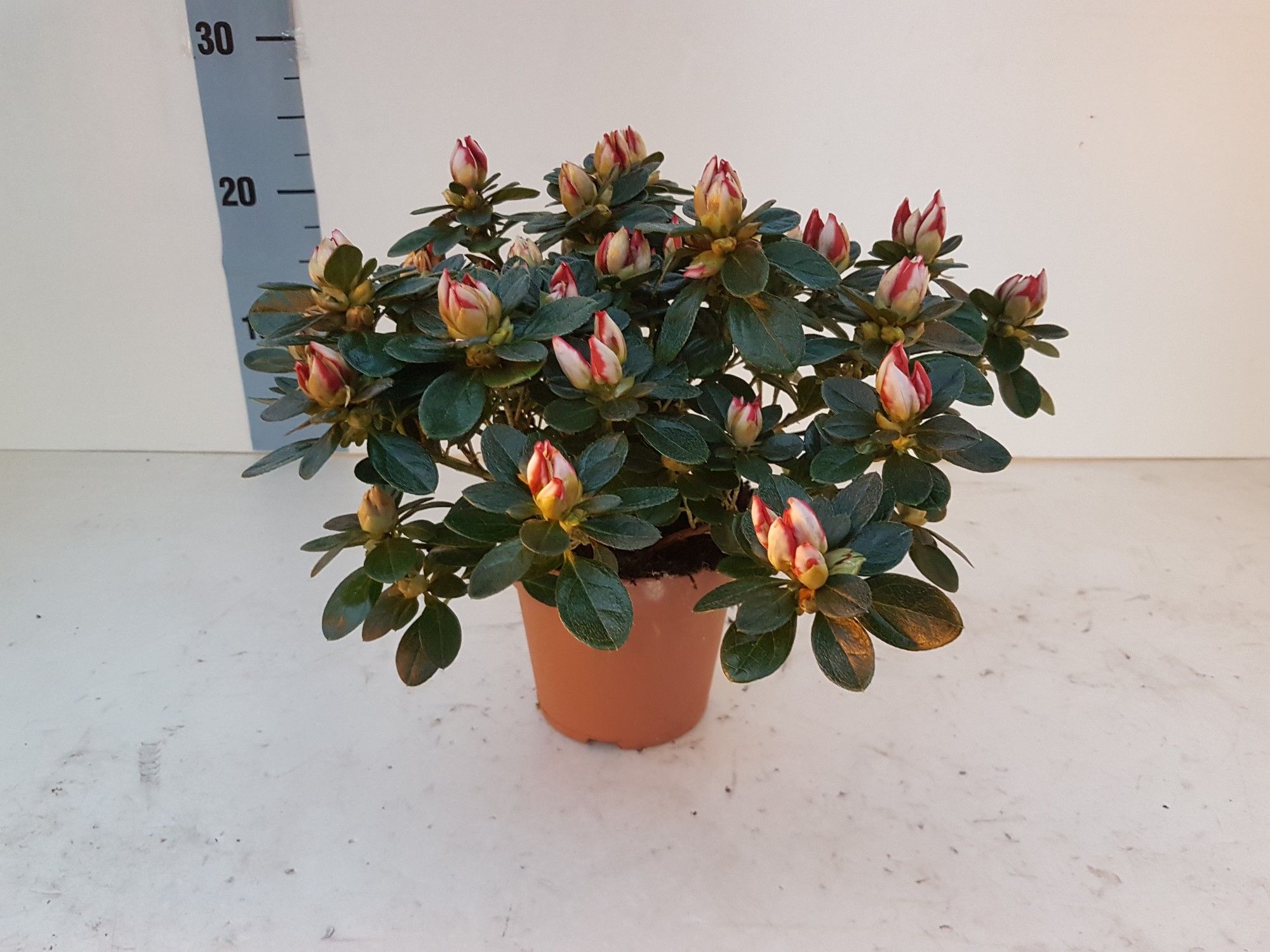 Sachenstern 25 cm, D 12