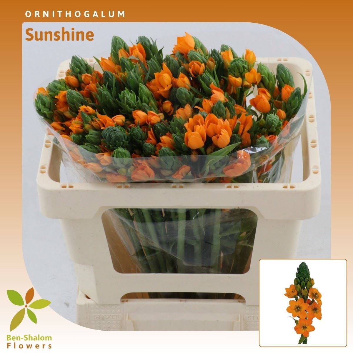 Орнитогалум Саншайн 50 (оранж.), шт.