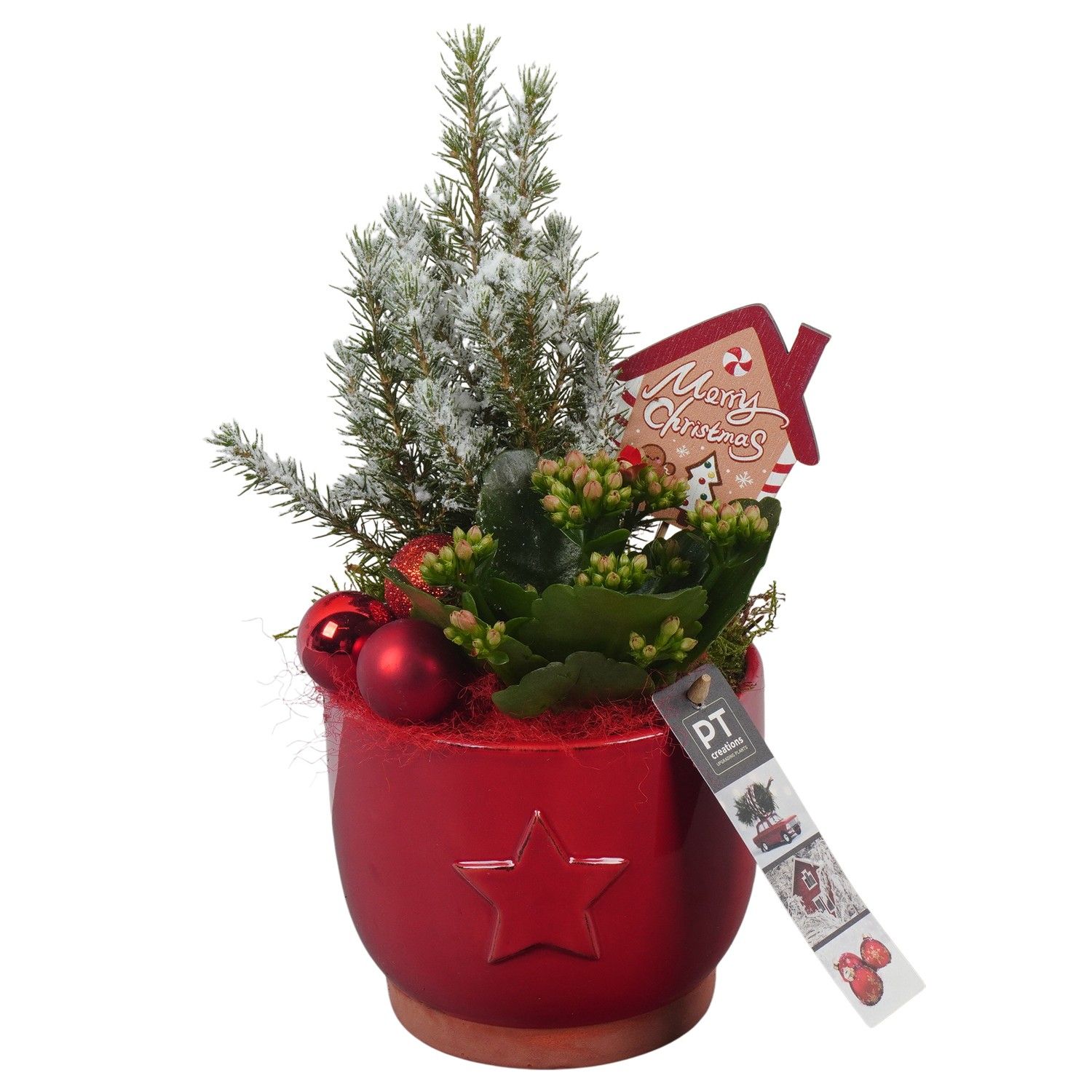PTCHR7219 Arrangement Christmas Red in keramiek pot, D 13 cm