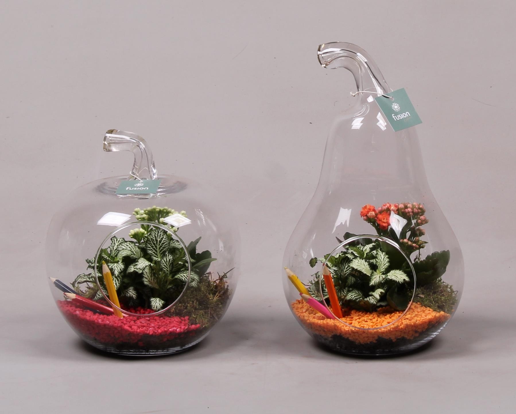 Peer en Appel glas met kamerplanten back to school, D 20