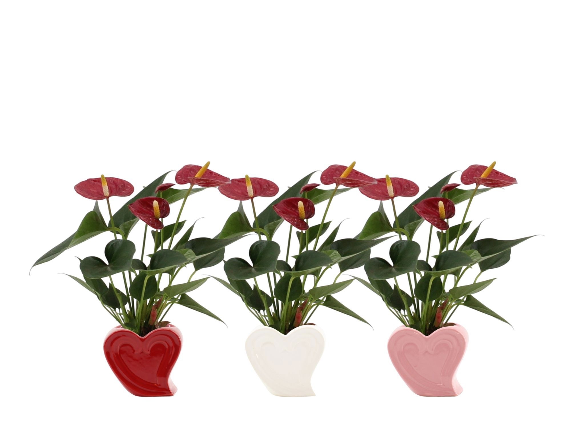 Anthurium 7 cm Diamond Red in Nice ceramics, D 7