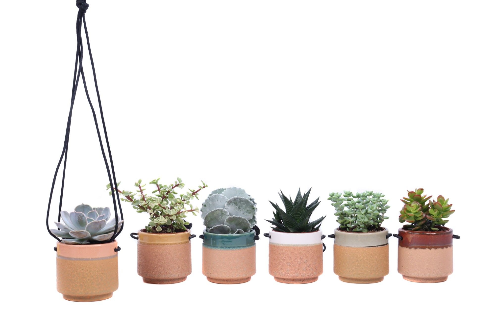 Succulent mix 8,5 cm in Kota Cina hangpot, D 10