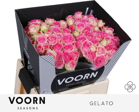 Роза куст. Джелато 60, шт.