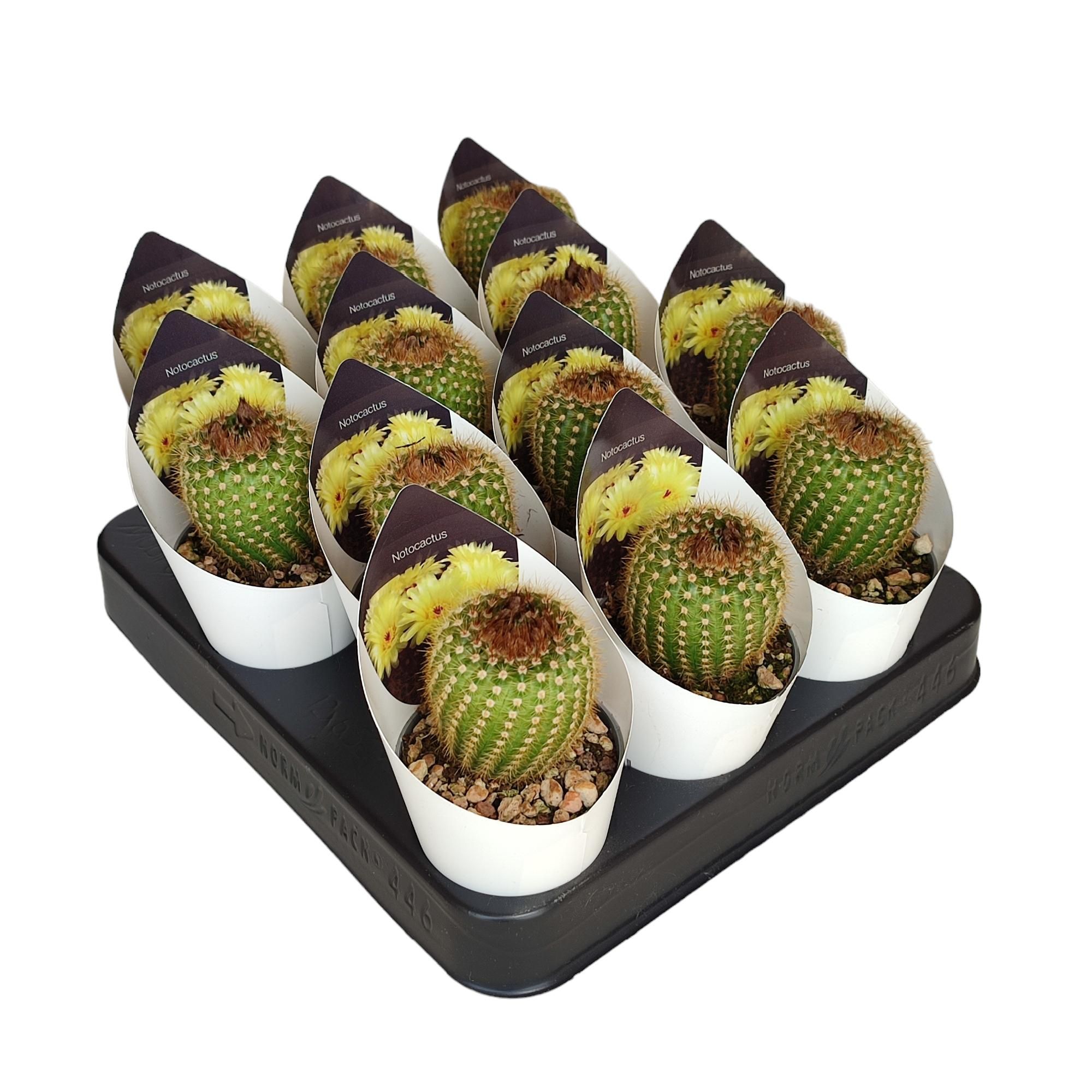 NOTOCACTUS CONCINNUS - POT Ø 6,5 WITH POTCOVER (CACTUS), D 6,5