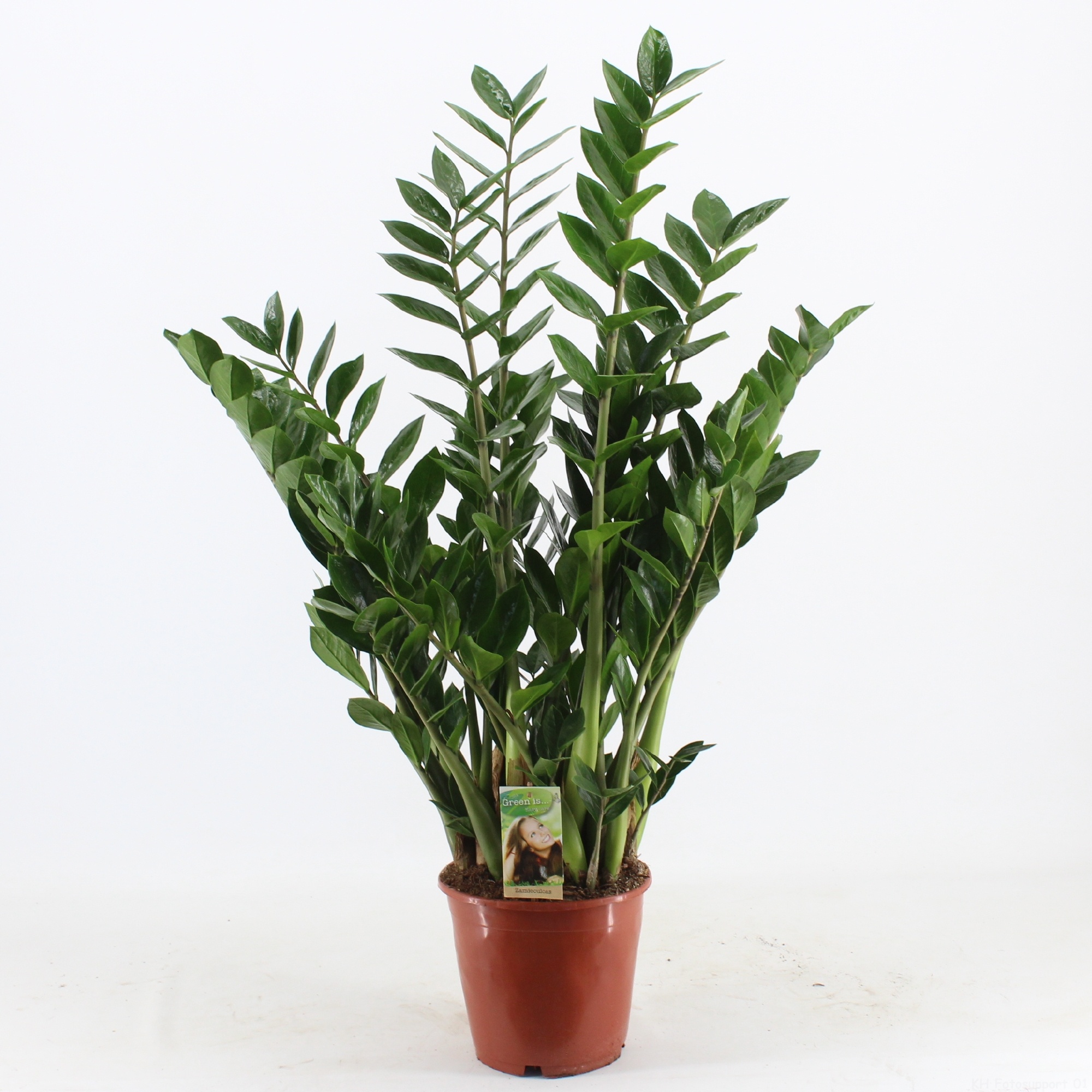 Zamioculcas, D 21