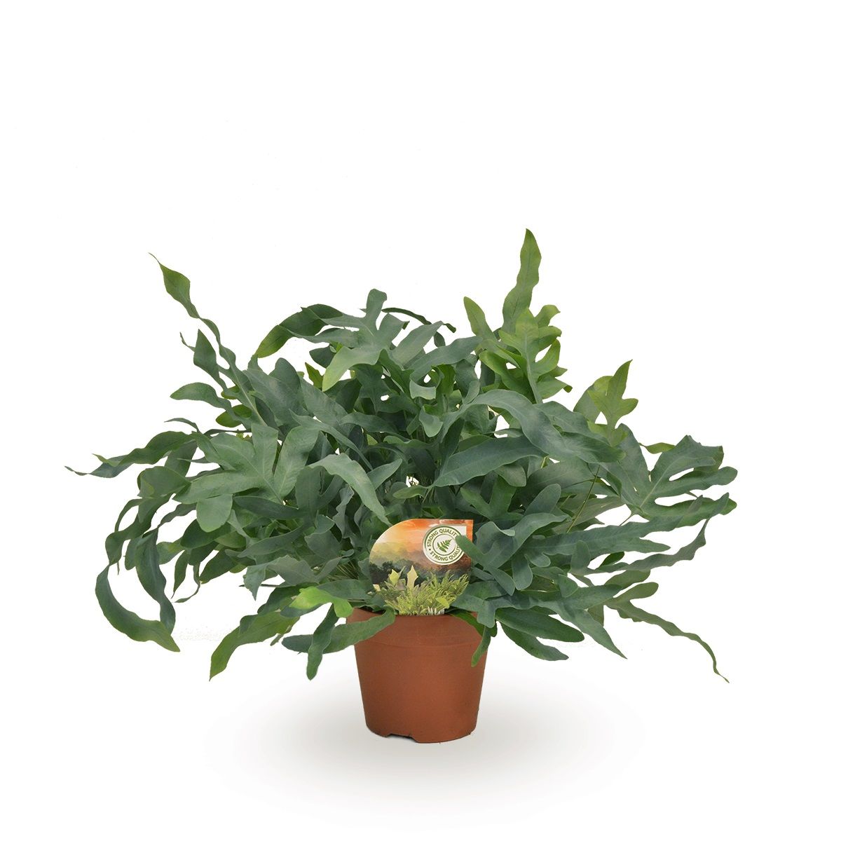 Phlebodium Blue Star, D 17