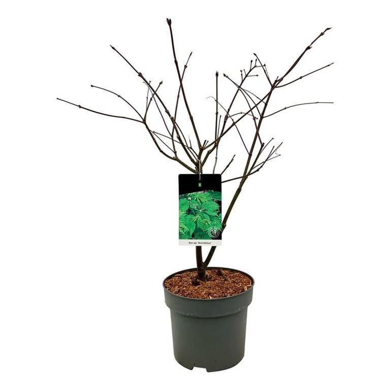 Acer japonicum 'Aconitifolium', D 27 cm