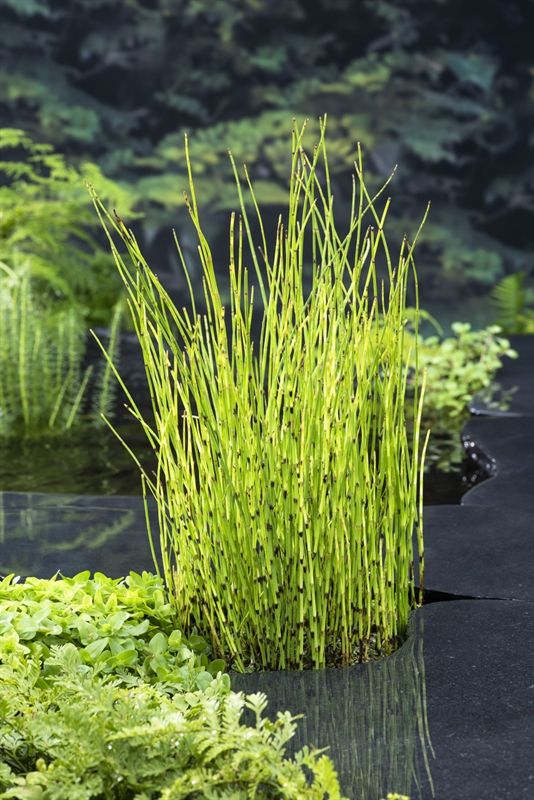 Equisetum fluviatile, D 9