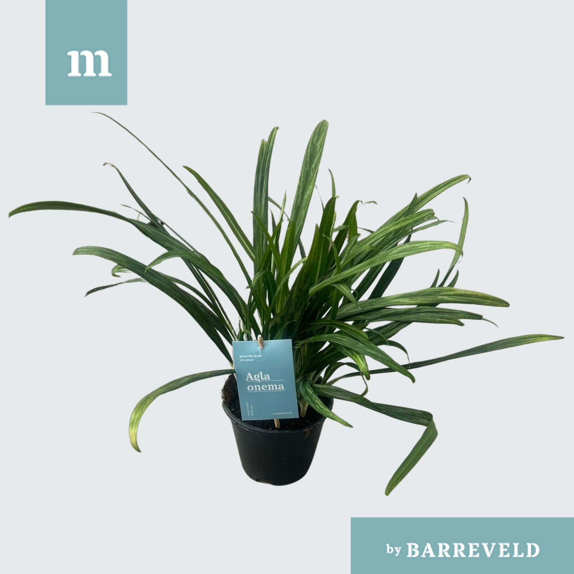 Green Agla 'BitKiss' (Aglaonema), D 14