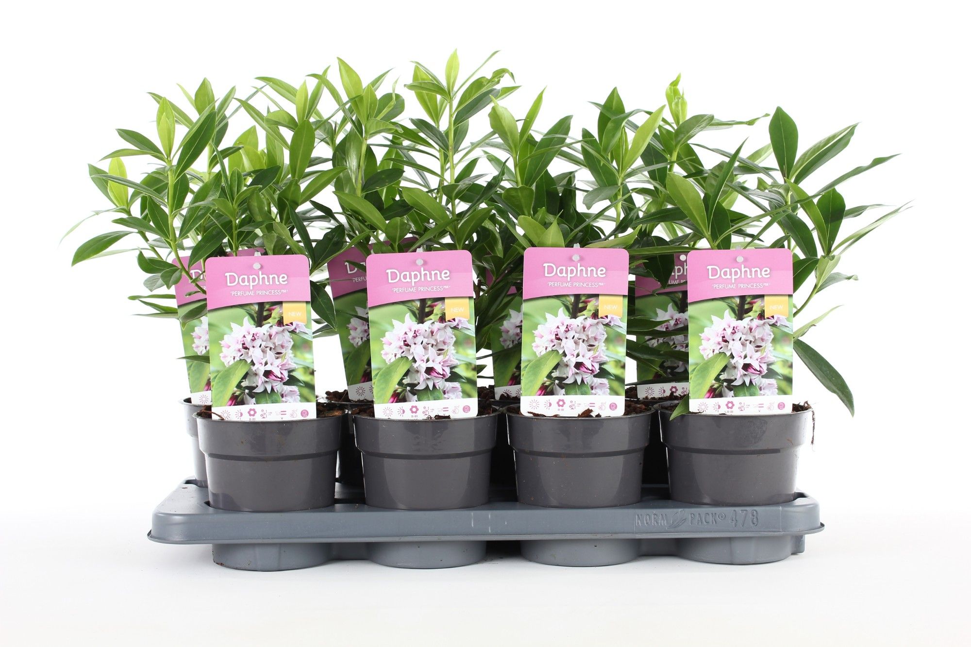 Daphne od. 'Perfume Princess'® P13, D 13