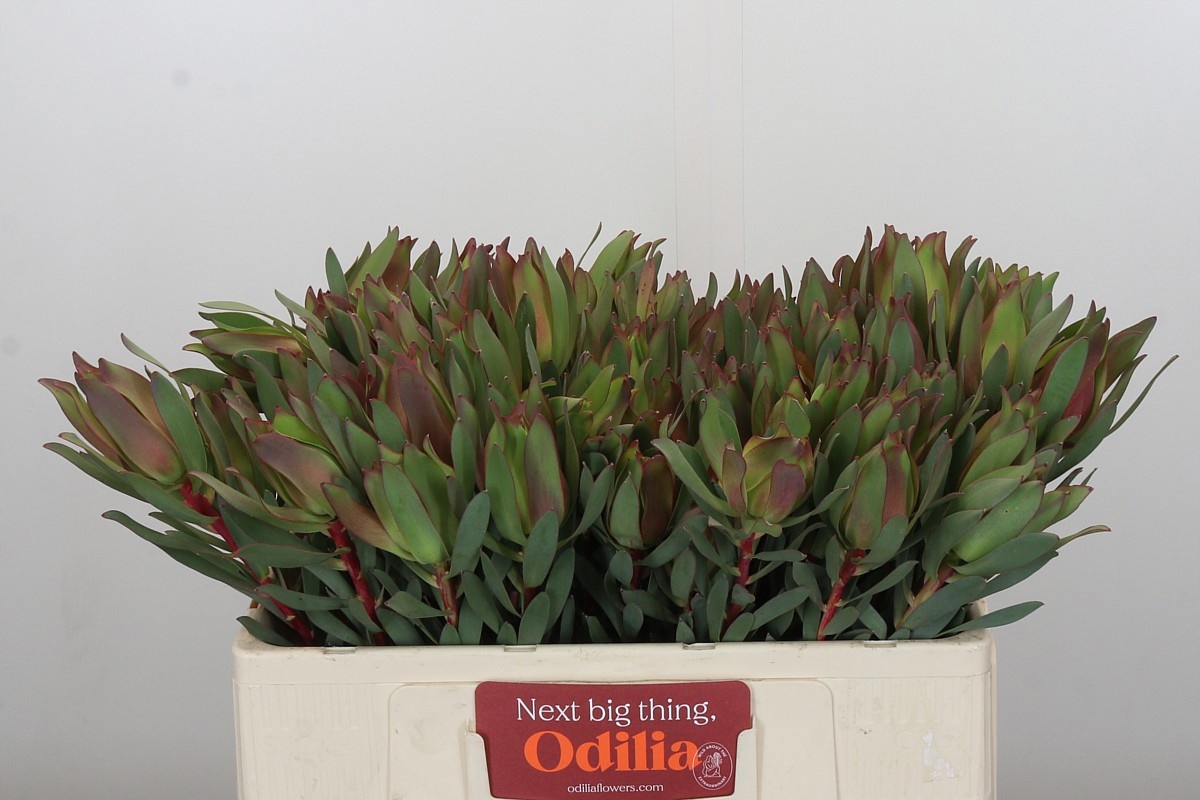 Леукадендрон Овериг 50, шт.