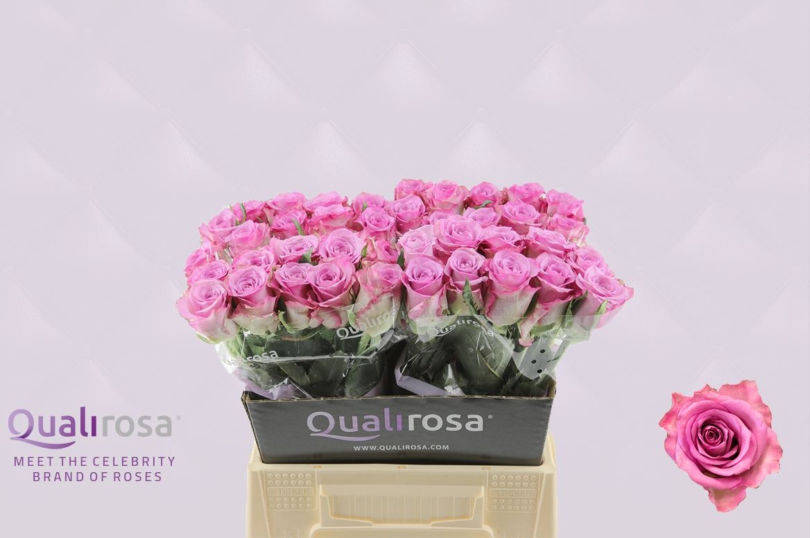 Роза од. Триллер 40, шт.