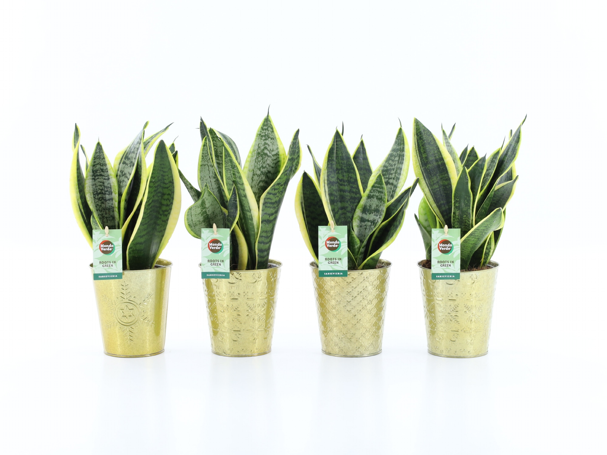 Sansevieria 'Futura Superba' in Golden Christmas, D 13