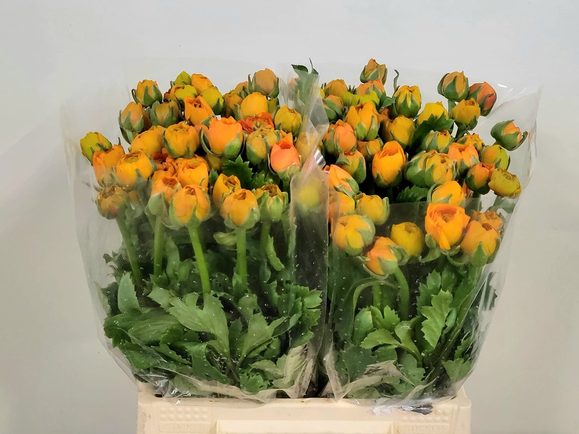 Ранункулус Элеганс Оранж 45 (оранж.), шт.