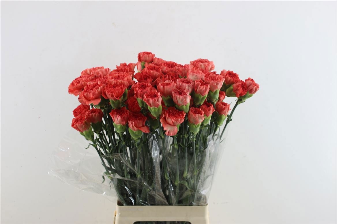 Диантус од. Овериг, шт.