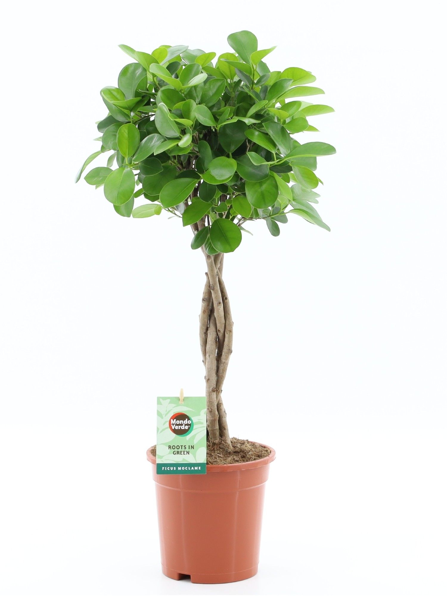 Ficus Microcarpa Moclame pot 17, D 17