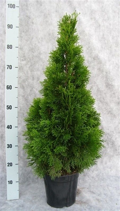 Thuja occidentalis 'Smaragd', D 21