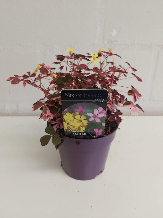 Oxalis overig Crazy Pink, D 12