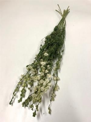 Дельфиниум Аясис Овериг 60, шт. Дельфиниум Аясис Овериг 60, шт.