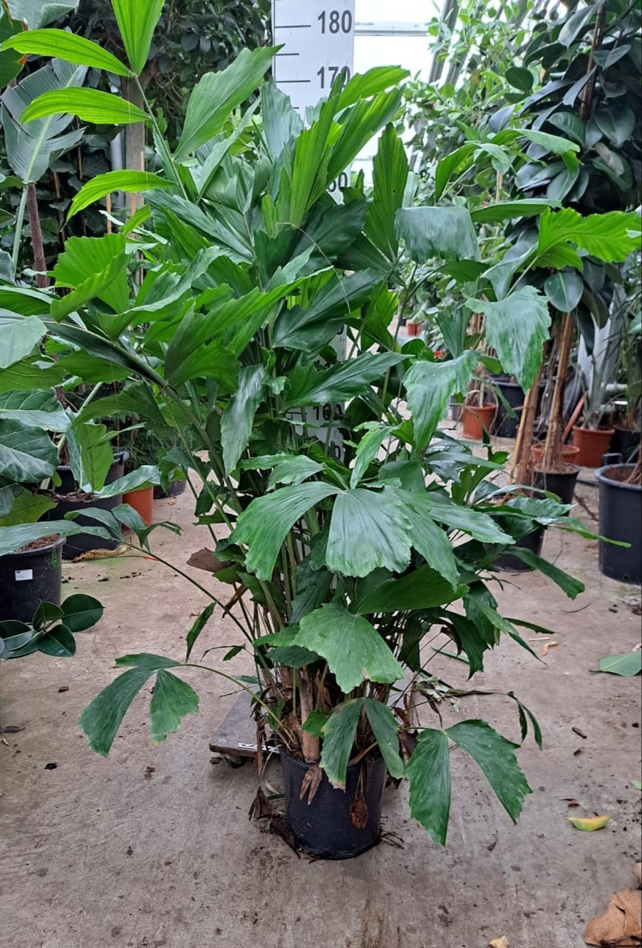 Caryota Mitis bush 170, D 30 cm