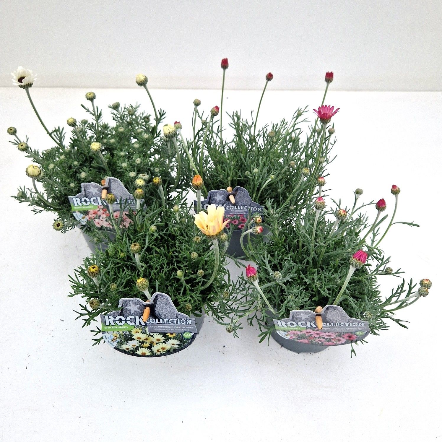 Rhodanthemum hosm., Rockcollection, Mix, D 13