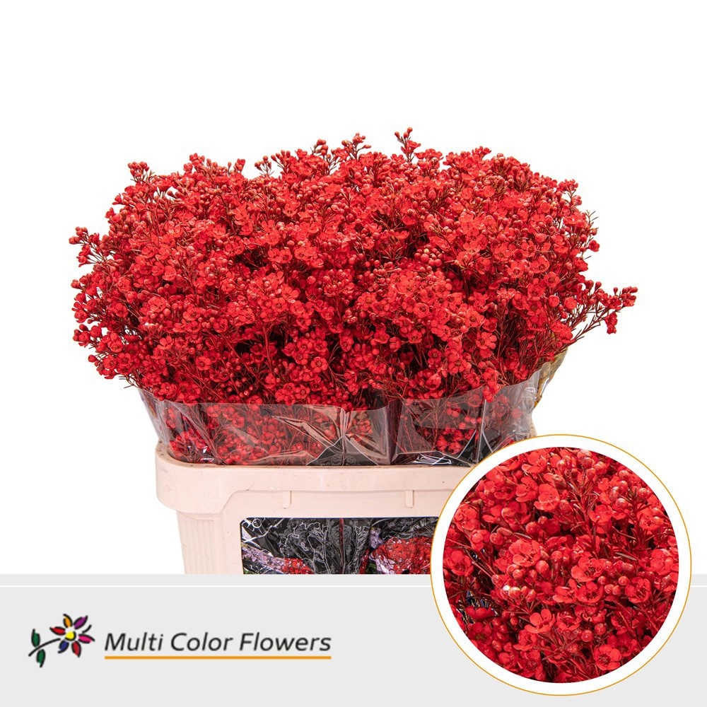 Шамелациум Овериг Крашеный (краш. ) 80, шт.