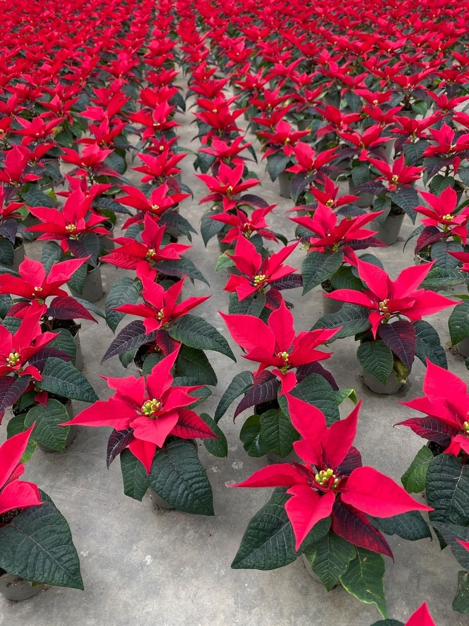 379 ADH : pot 6 cm Mini kerstster rood, D 6