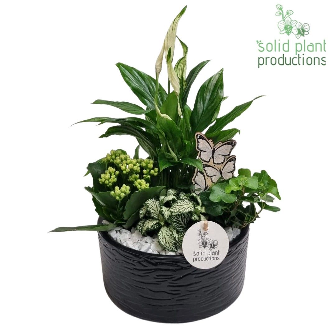 SP003 Loes Black, D 18