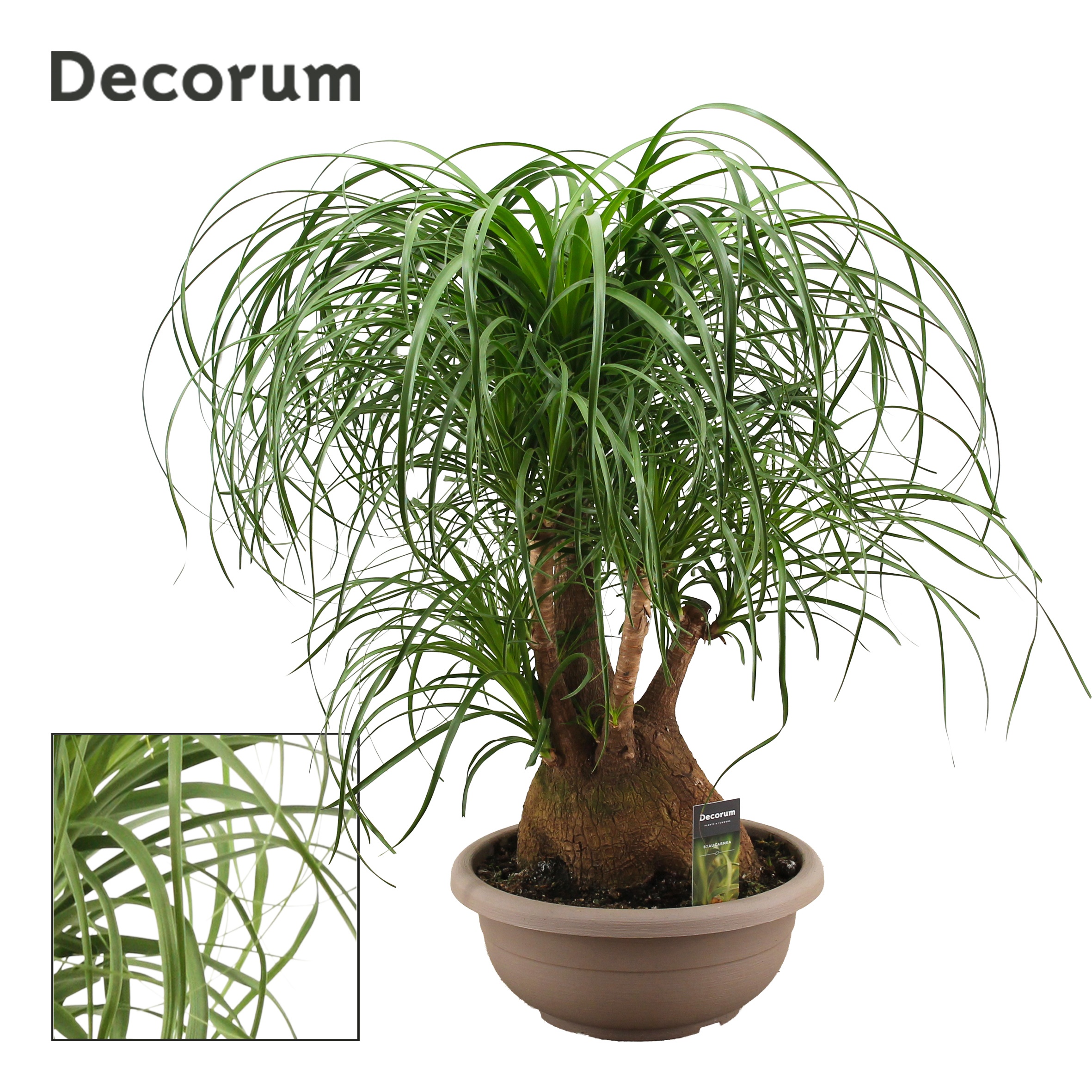Beaucarnea vertakt compact 35 cm (Decorum), D 35