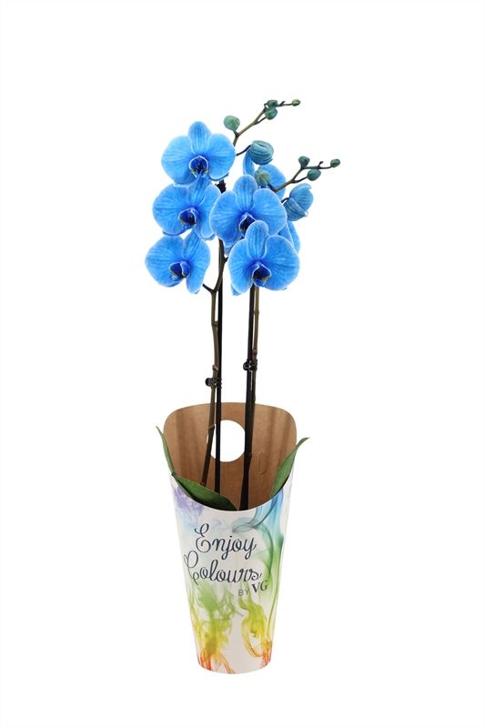 Potcover p12 enjoy Phal I am Blue 2T14+, D 12