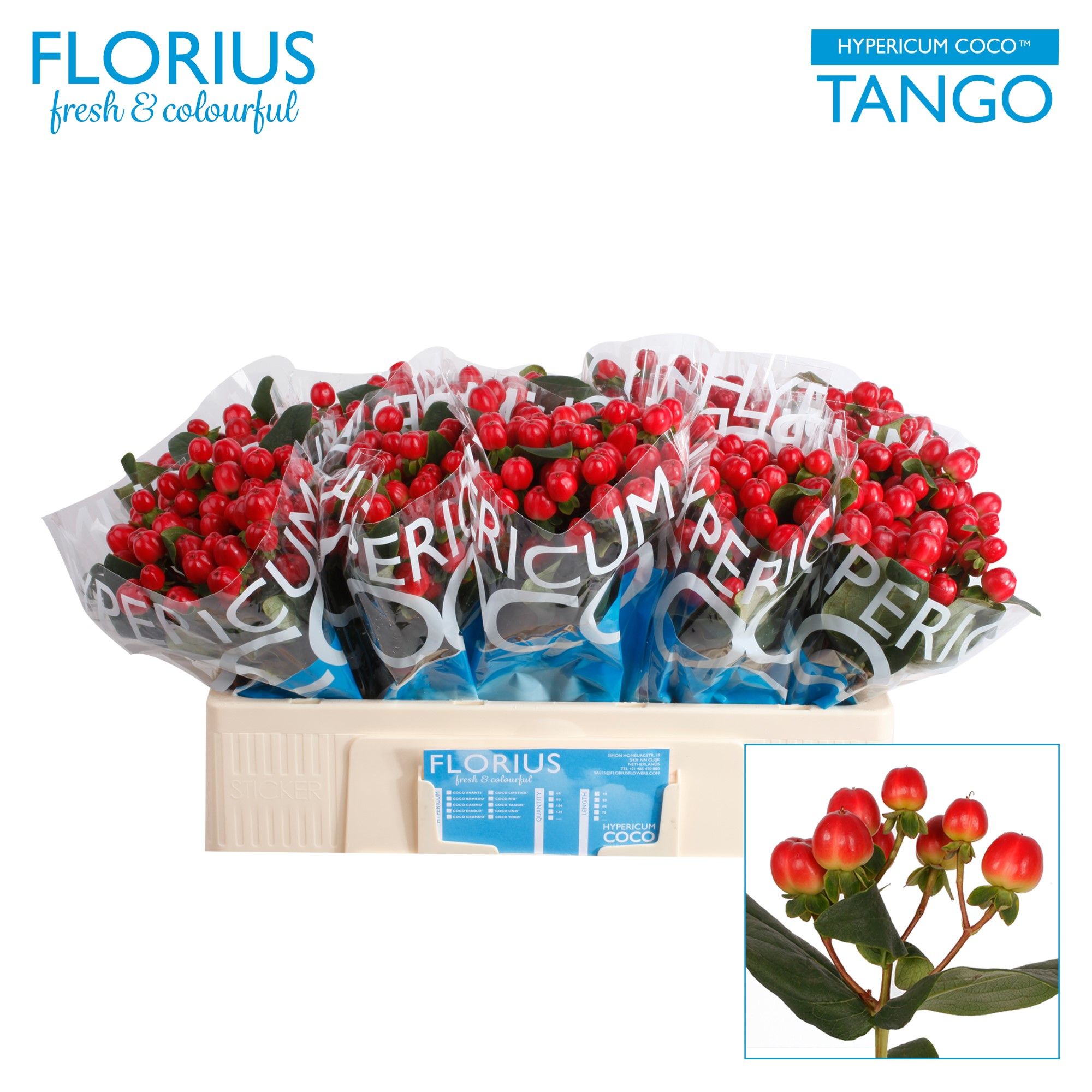 Гипперикум Коко Танго 50 (красн.), шт.