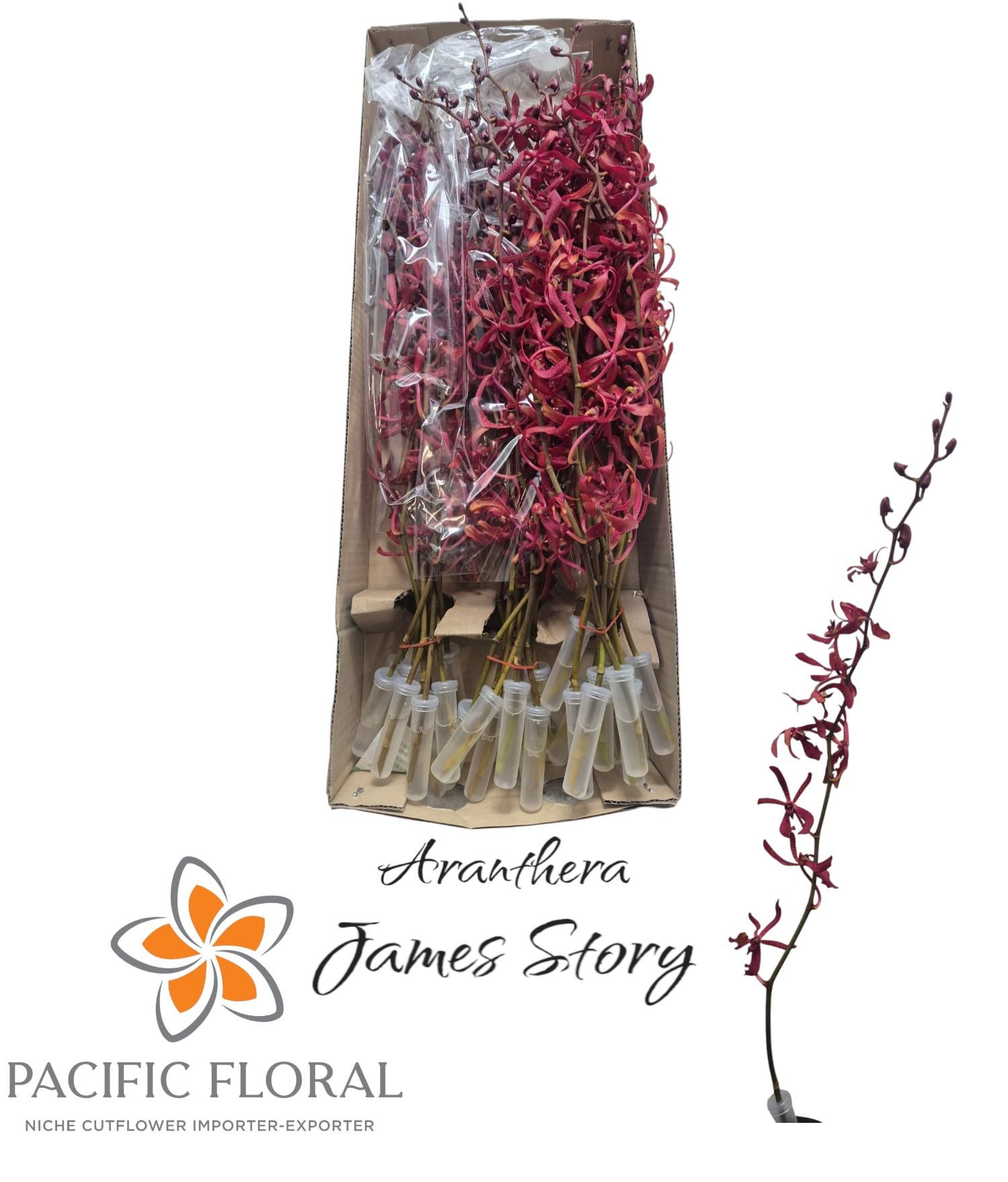 Ксарантера Джеймс Стори Овериг 55, шт.