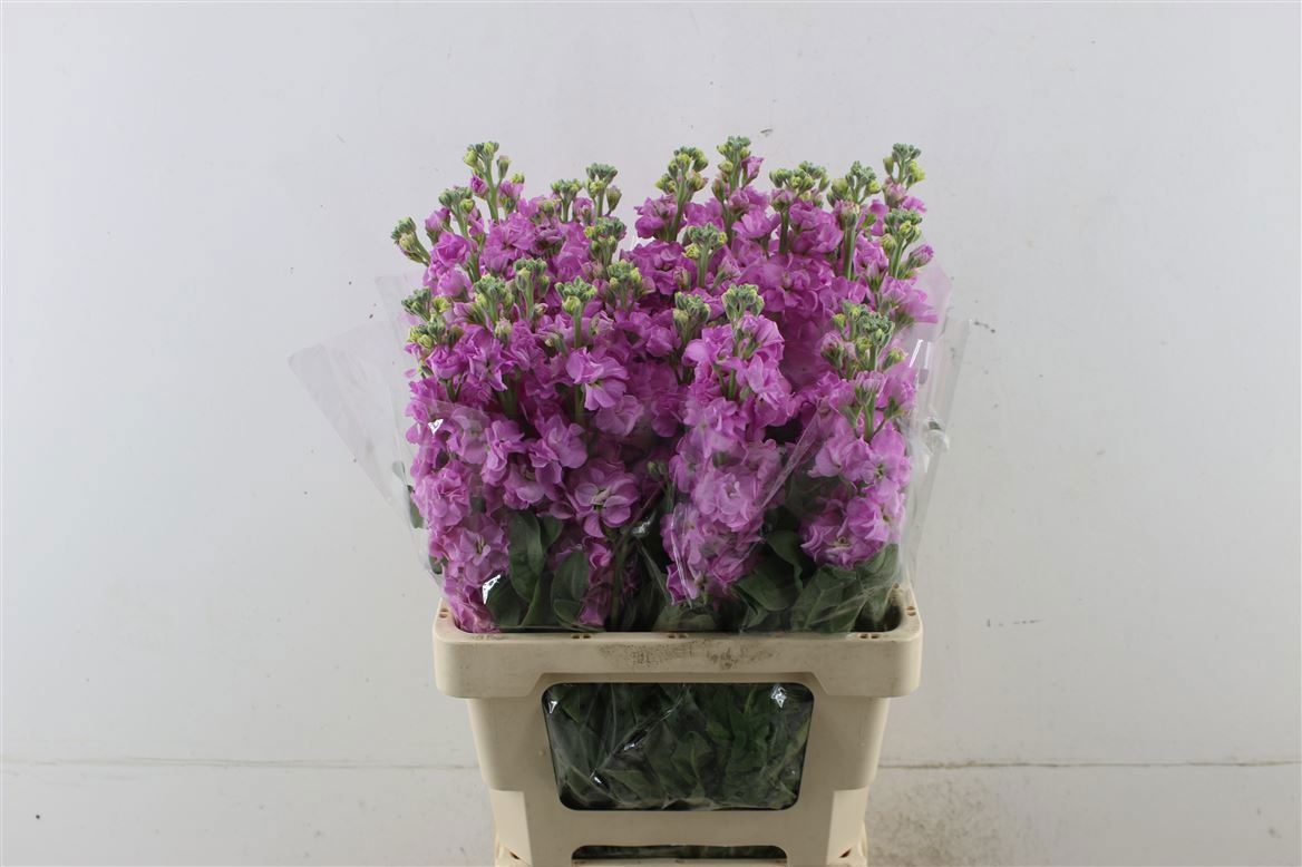 Маттиола од. Айрон Пинк 65, шт. Маттиола од. Айрон Пинк 65, шт.