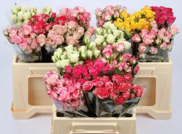 Роза куст. Микс в баке 35, шт. Роза куст. Микс в баке 35, шт.