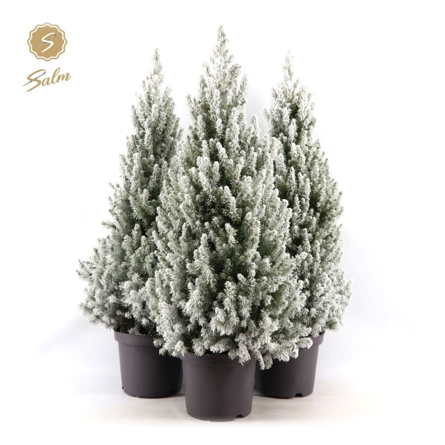 Picea gl. 'December'® P26 80/90 + Snow, D 26 cm