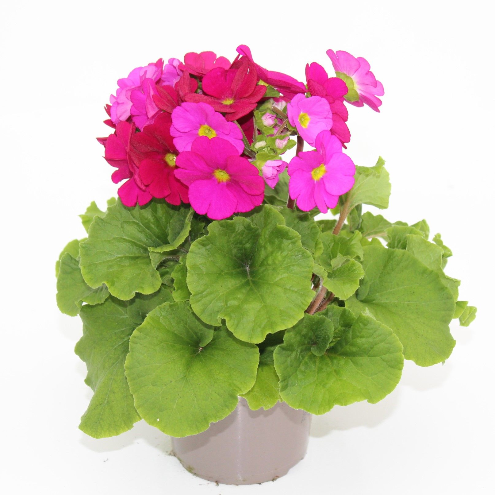 Primula Obconica Magenta Sweet Kisses, D 12 cm