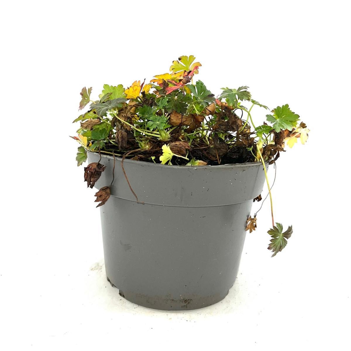 Geranium cant. 'Biokovo', wit, D 17