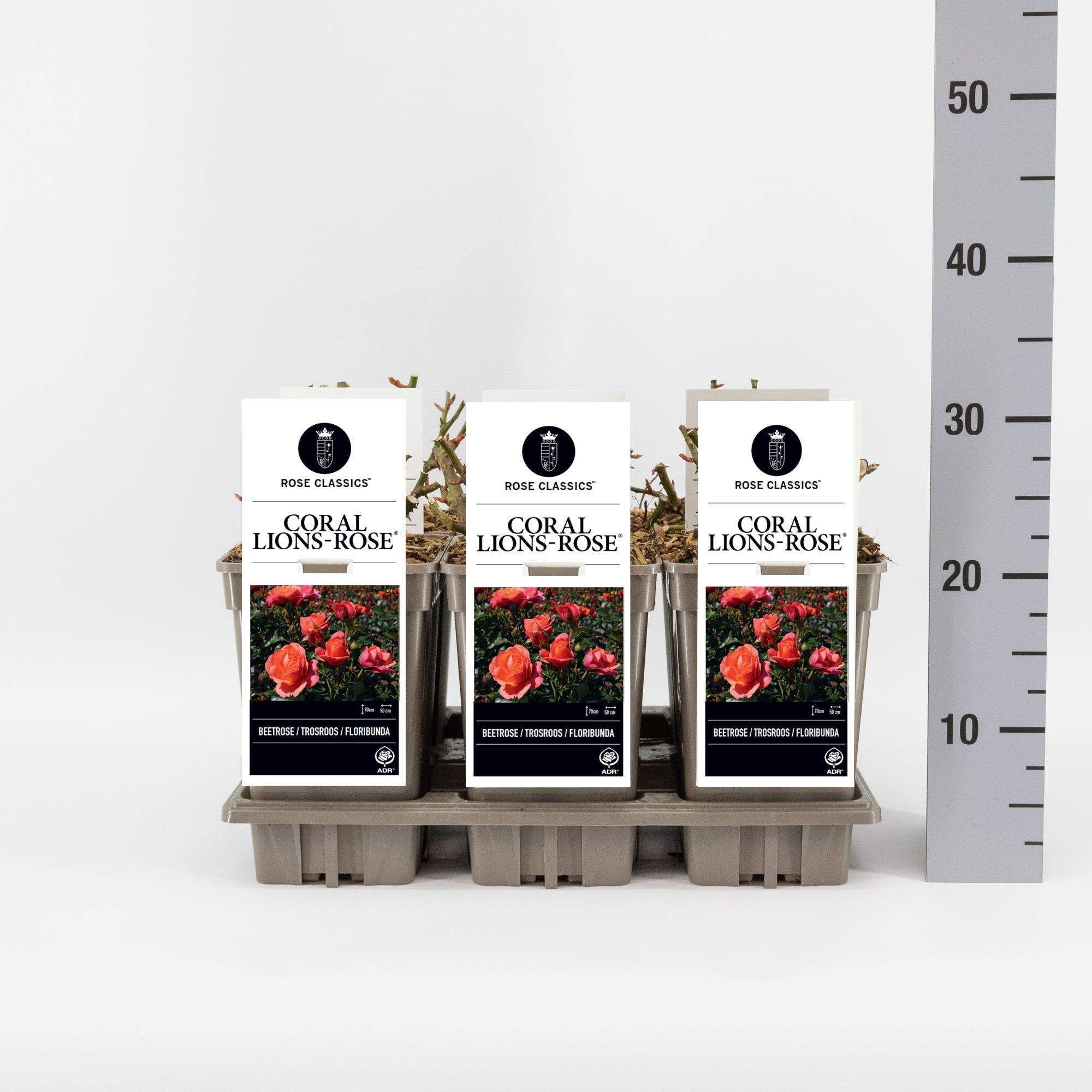 Rosa (F) Coral Lions-Rose®, C3, D 17