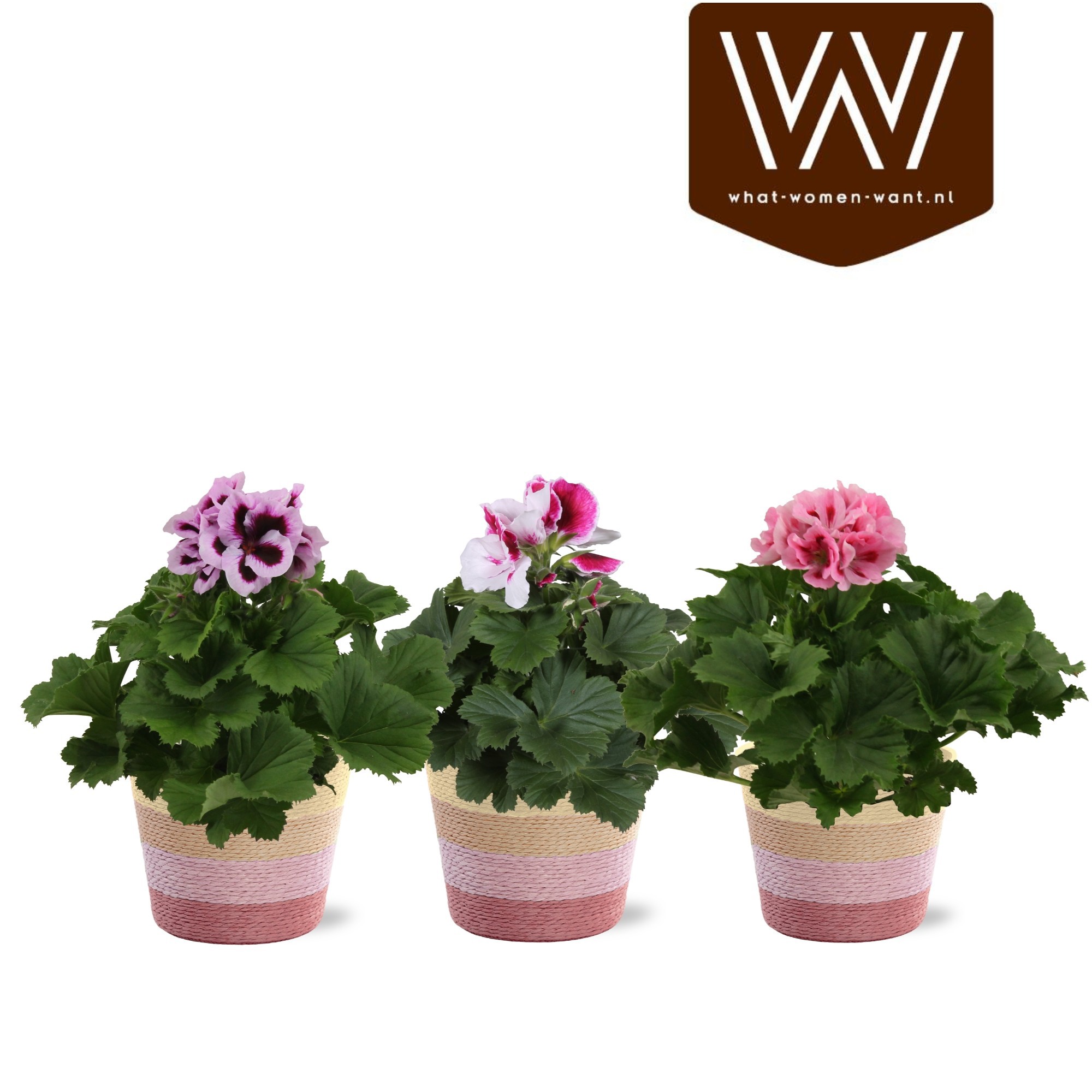 Collectie "Sympathetic Moods " Pelargonium mix in mand Rosalie, D 12
