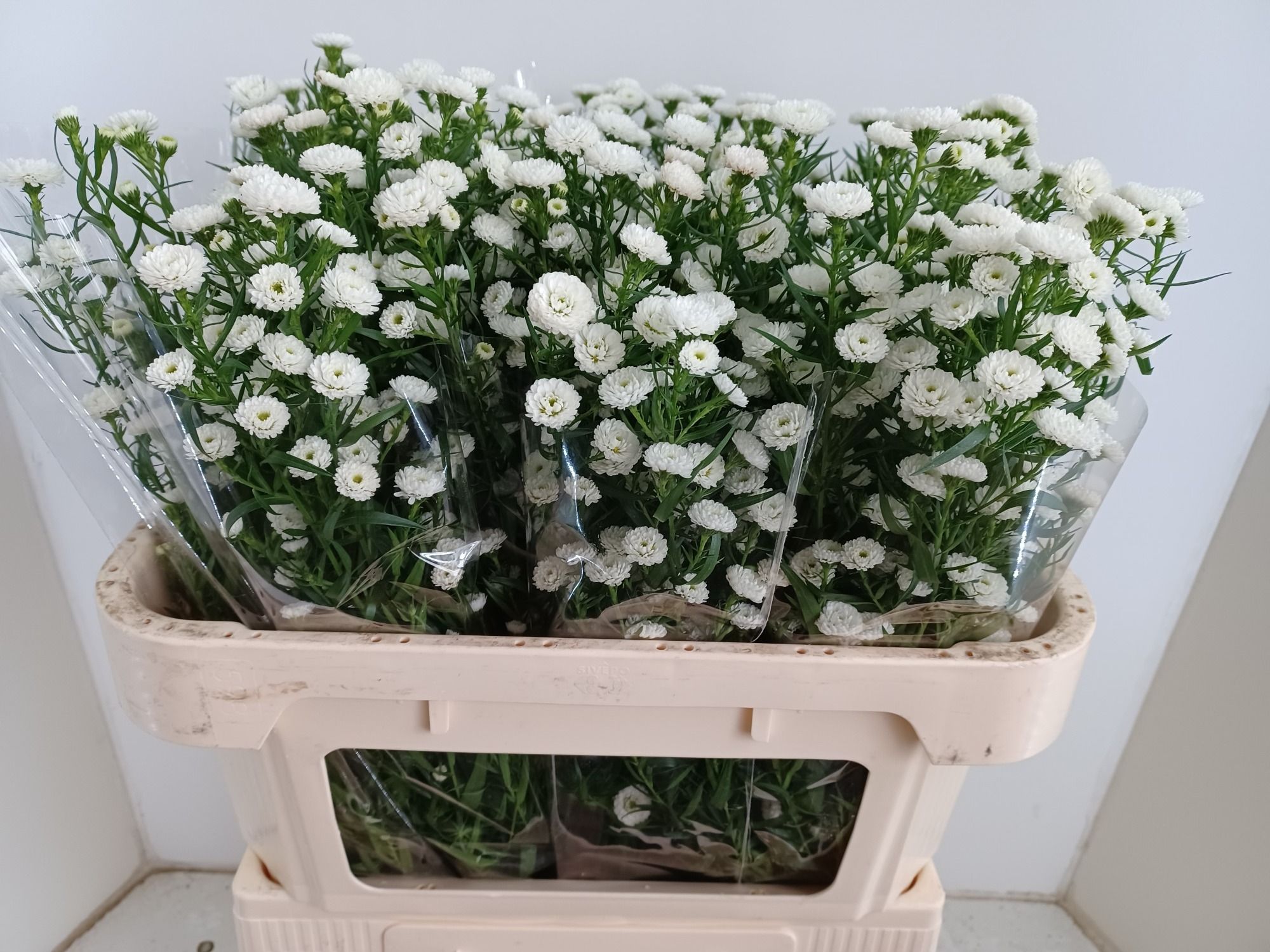 Астер Помпон 85, шт.