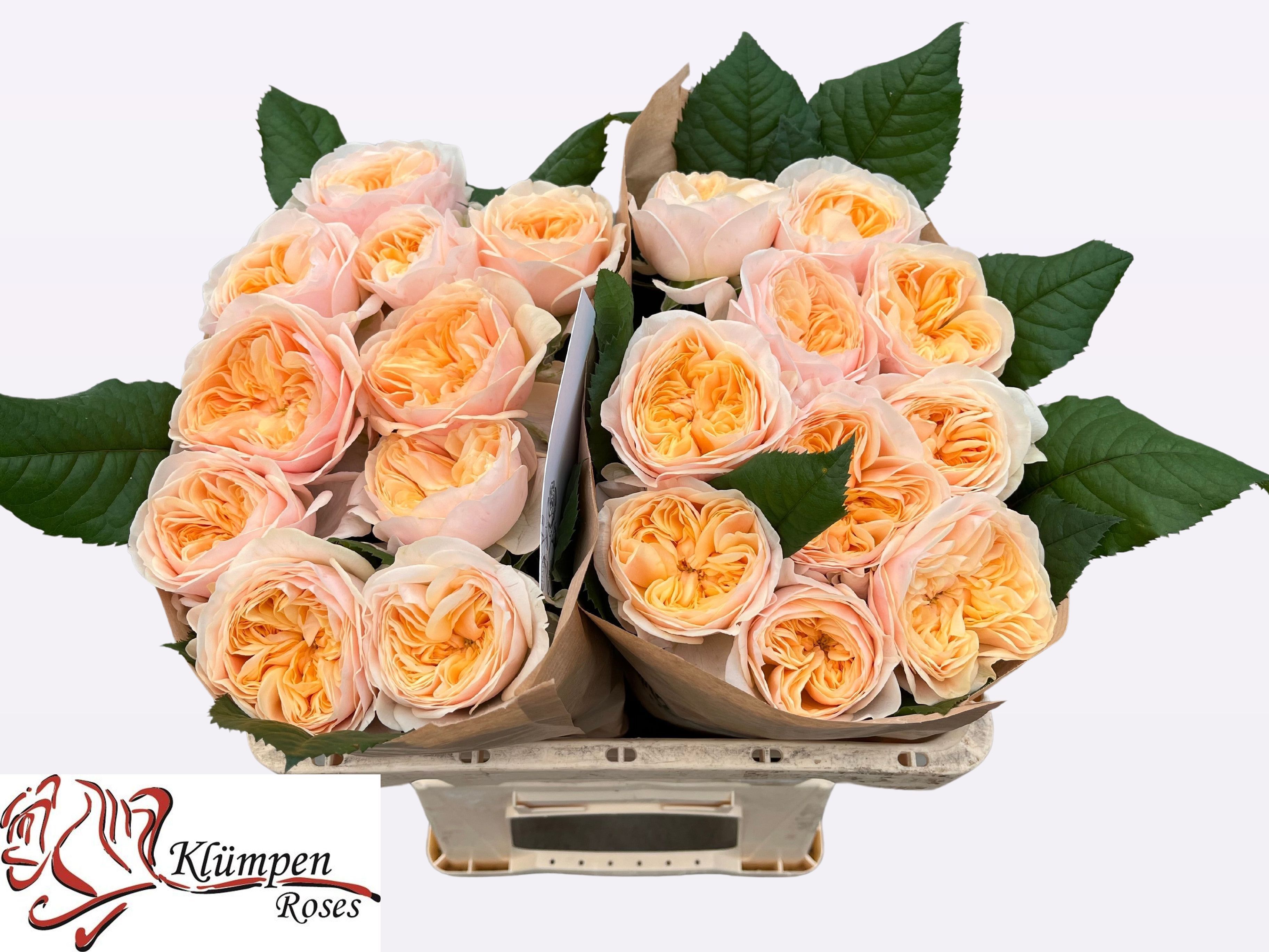 Роза од. Фрея Гарденс! 50, шт. Роза од. Фрея Гарденс! 50, шт.