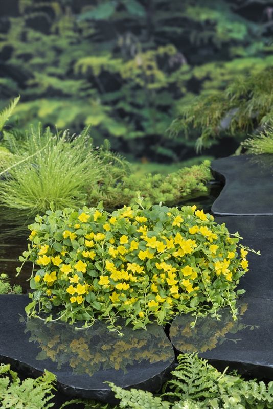 Lysimachia num. (18x18), D 18