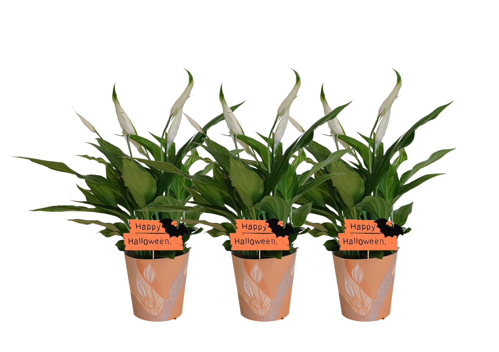 KP-850.5 - Spathiphyllum 9cm in waterdichte smartcup Halloween, D 9 cm KP-850.5 - Spathiphyllum 9cm in waterdichte smartcup Halloween, D 9 cm