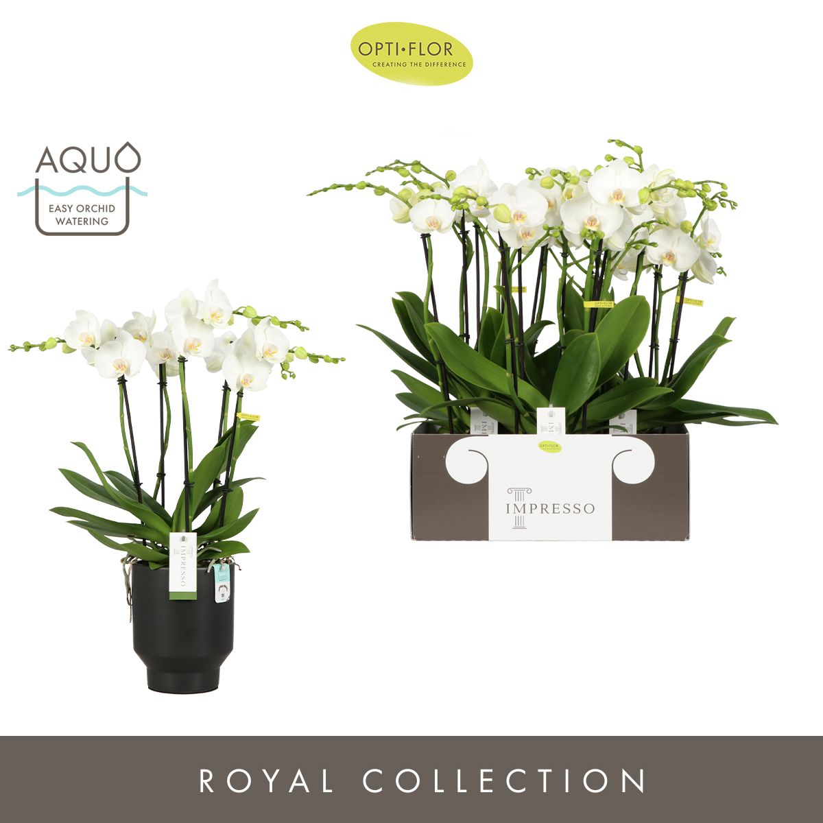 Impresso Mathilde >4 spike in Emilia Dark Brown Aquo, D 15 cm