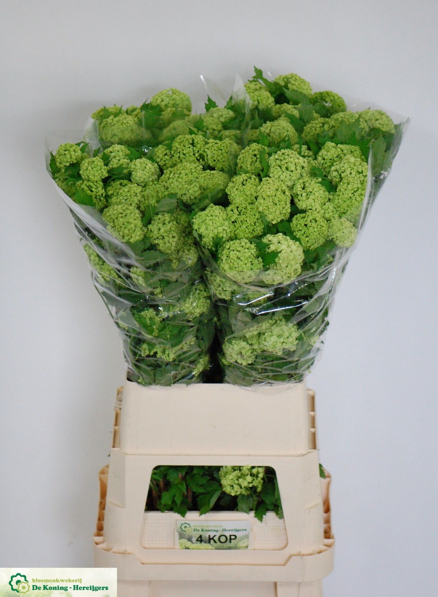 Вибурнум Розеум 100 (зел.), шт. Вибурнум Розеум 100 (зел.), шт.