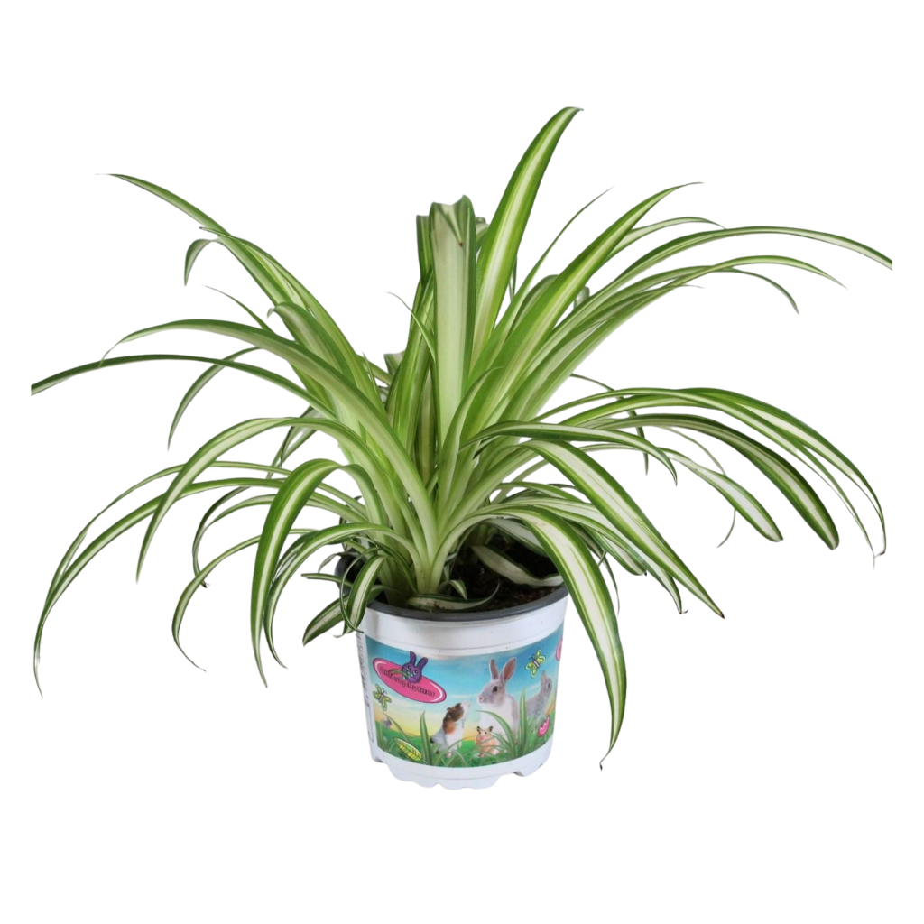 Chlorophytum comosum Variegatum bedrukte pot, D 12
