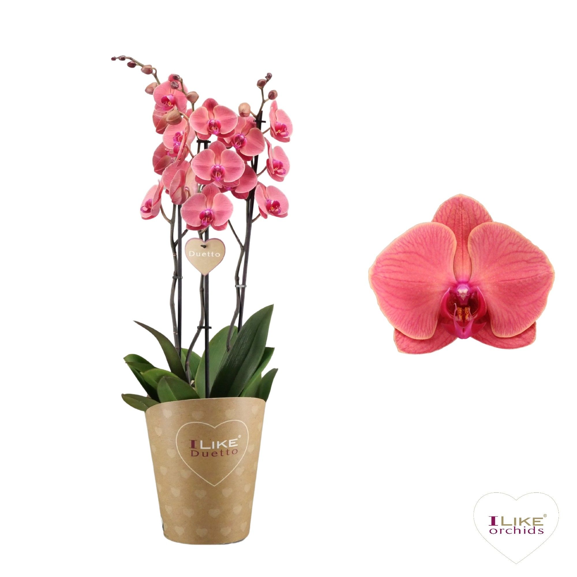 Duetto Asian Coral - 3 tak, D 17